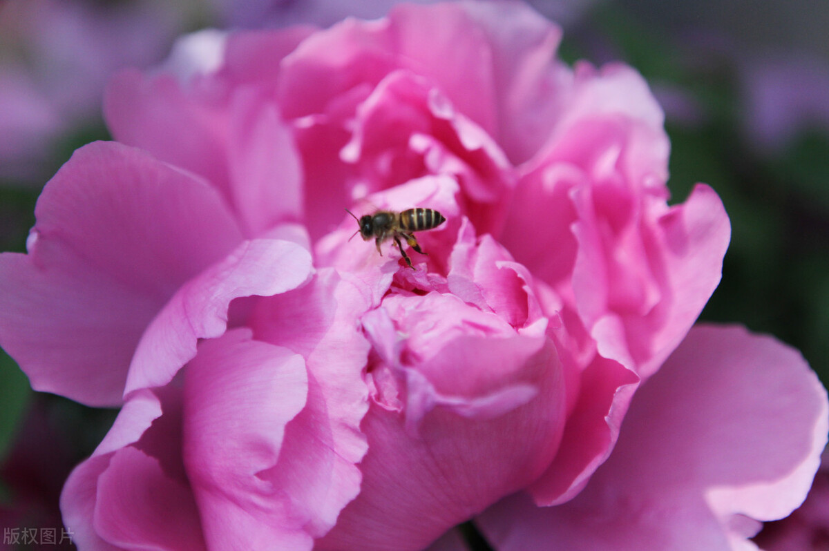 幸福标志图片大全,幸福人家的意思