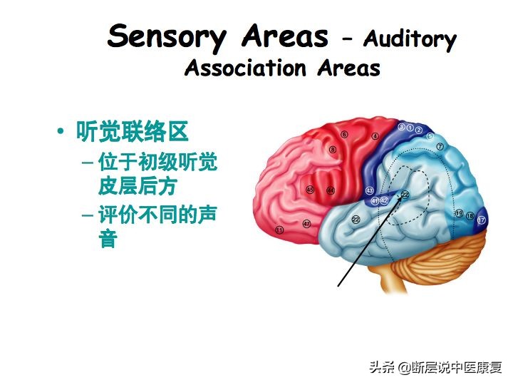 中枢神经系统断层解剖讲解,中枢神经3d解剖动画
