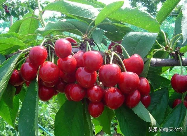 樱桃小柿子温室大棚高产栽培技术,温室大棚一根棍樱桃栽培模式