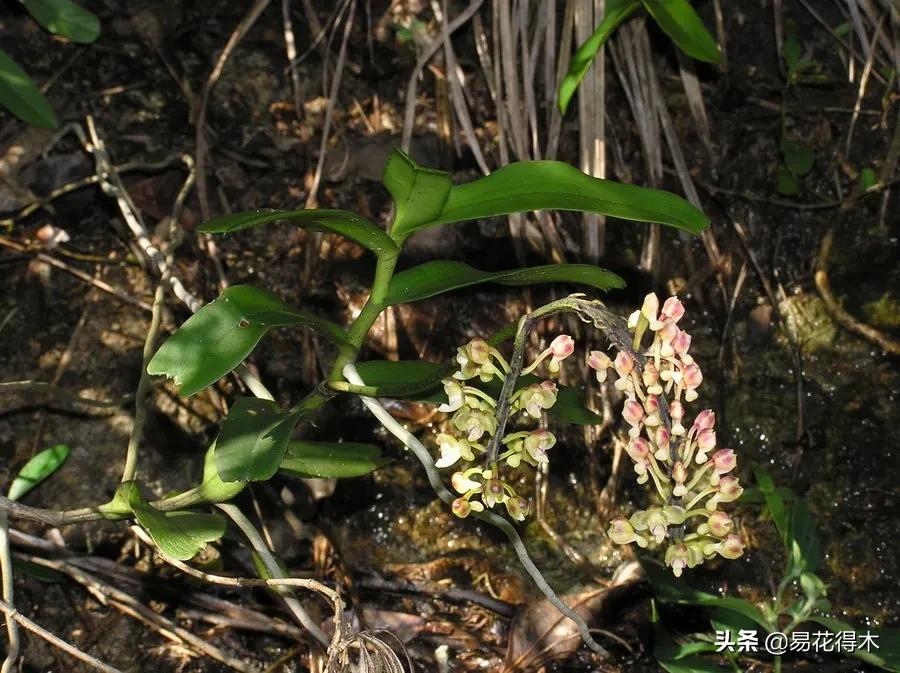 兰花国家级濒危珍稀物种布袋兰,国家保护植物兰花品种介绍