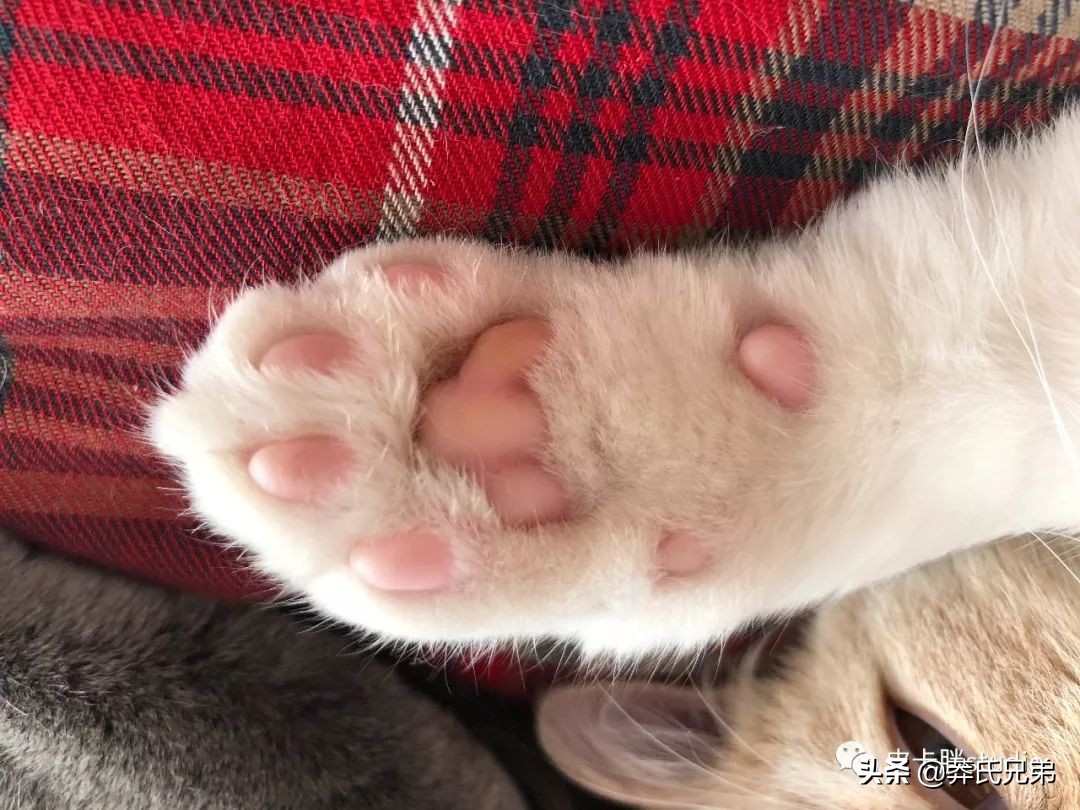 可爱小奶猫刚生出成长日记,一只小奶猫的成长过程