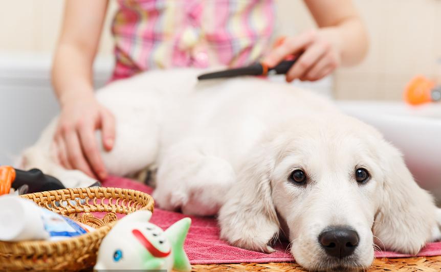 狗狗身上的毛掉一块一块的怎么办,什么狗最干净不掉毛最聪明在家养