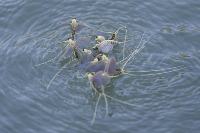 河南邓州惊现飞虫集聚，被传为“涨水蛾”，它们的出现意味什么？