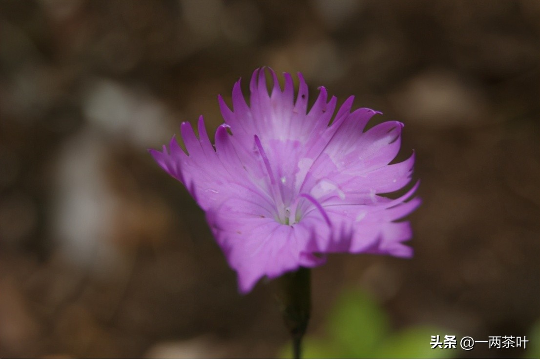鲁西南话,鲁西南土话大全