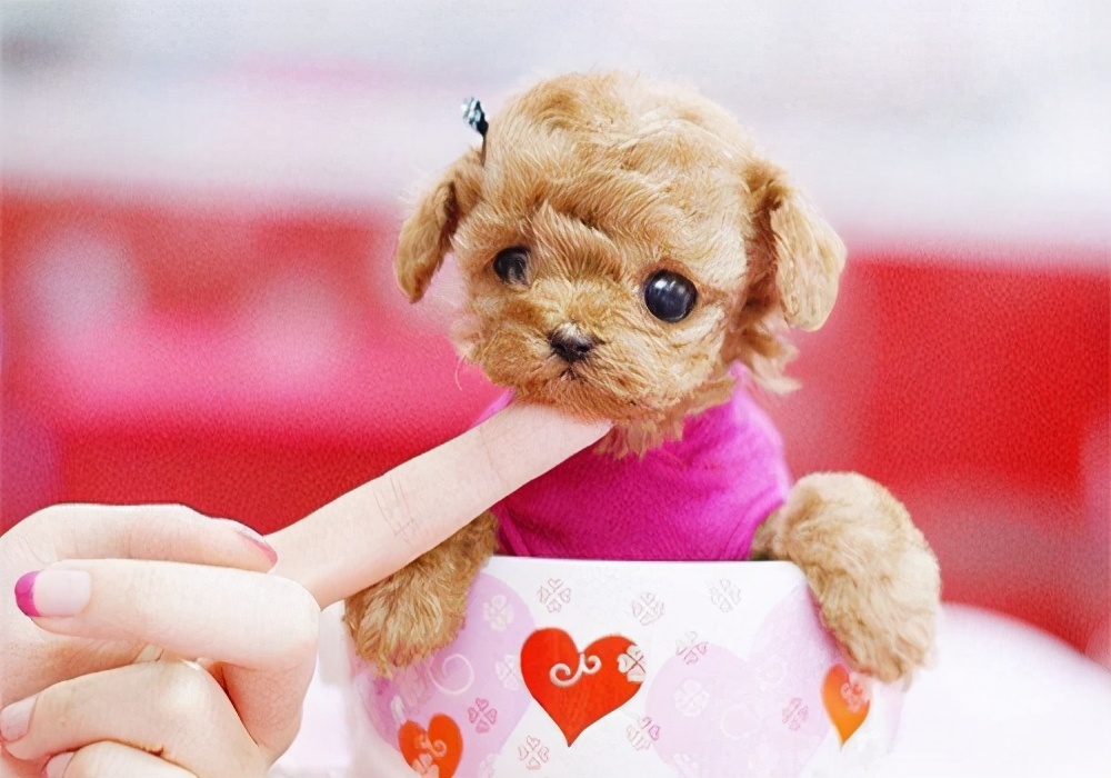 狗狗夏天饲养方法大全,狗狗宠物养殖注意事项大全