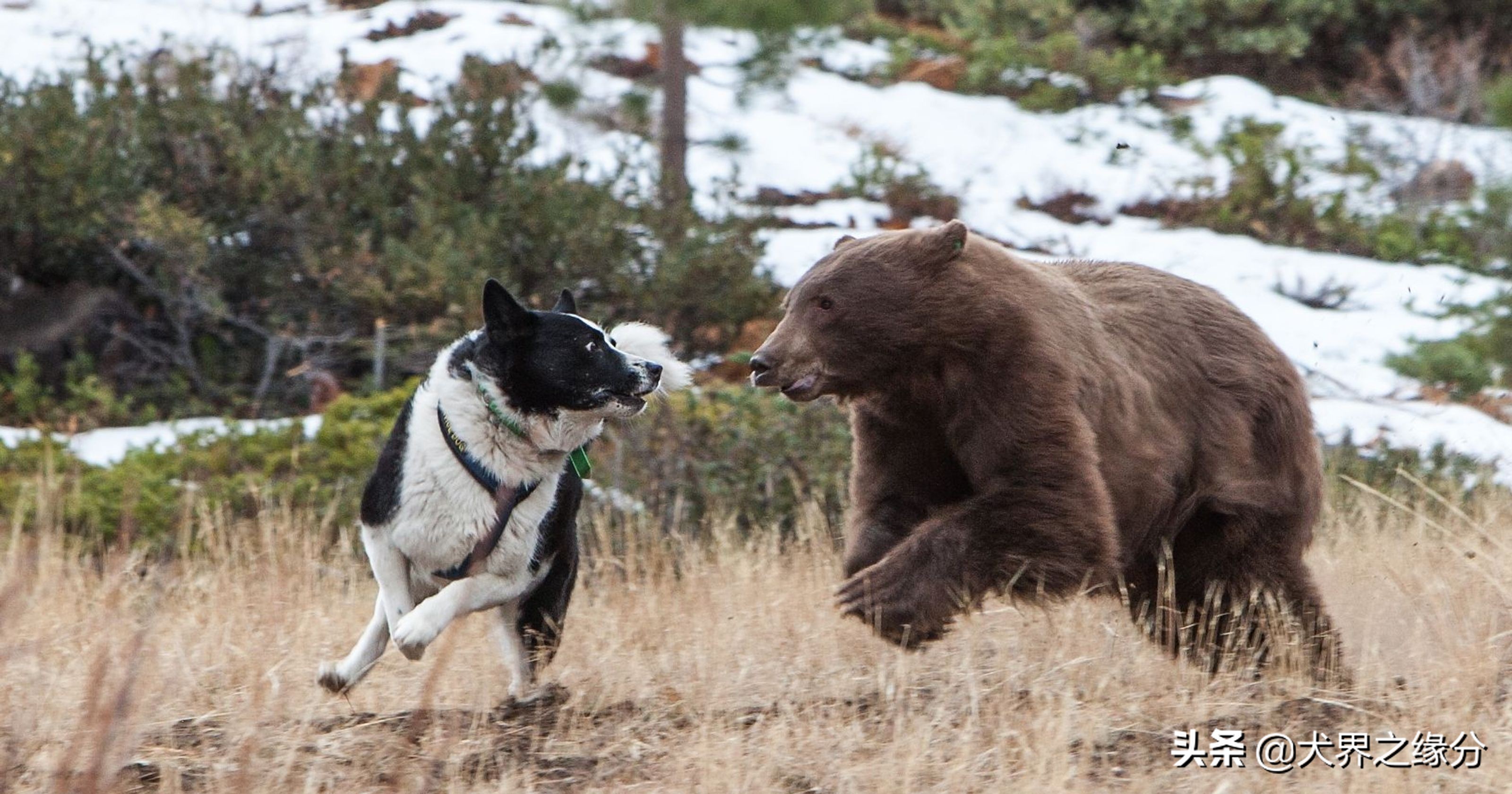 高加索和俄罗斯猎熊犬,高加索犬vs猎熊犬