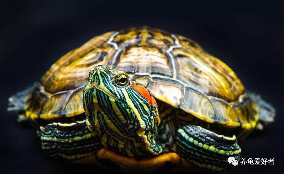 养龟的30个小知识看看会有用的,哪种龟最好养又健康