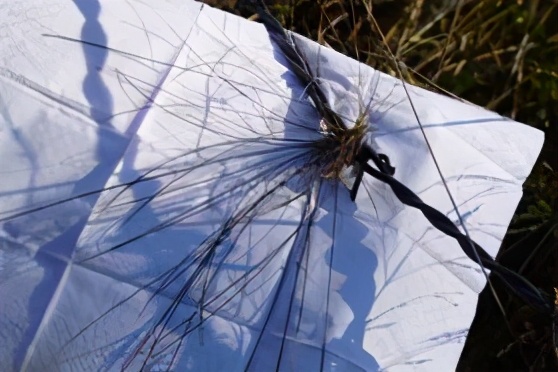 野生老虎为什么会避开人类,野生虎出没是环境变好了还是坏了