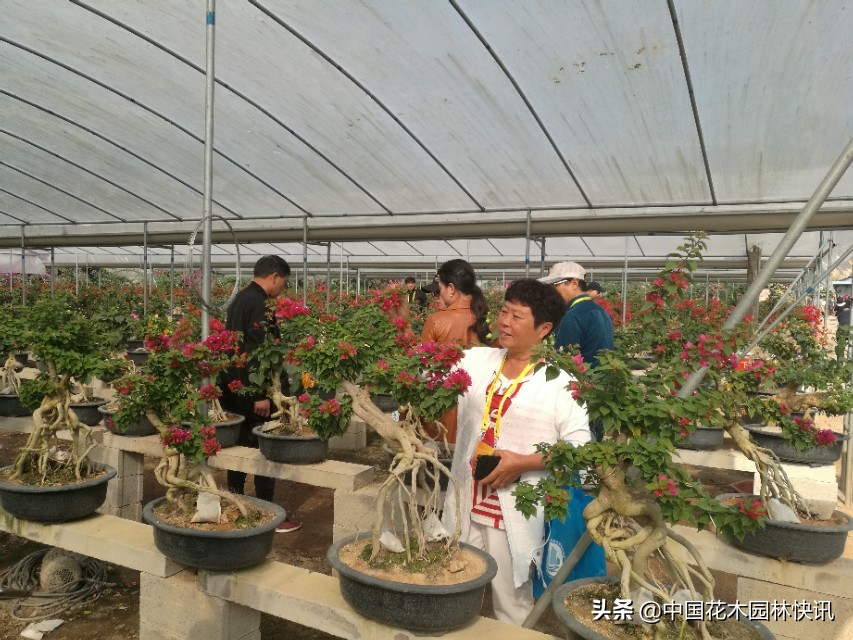 漳州三角梅盆景价格,漳州三角梅盆景市场