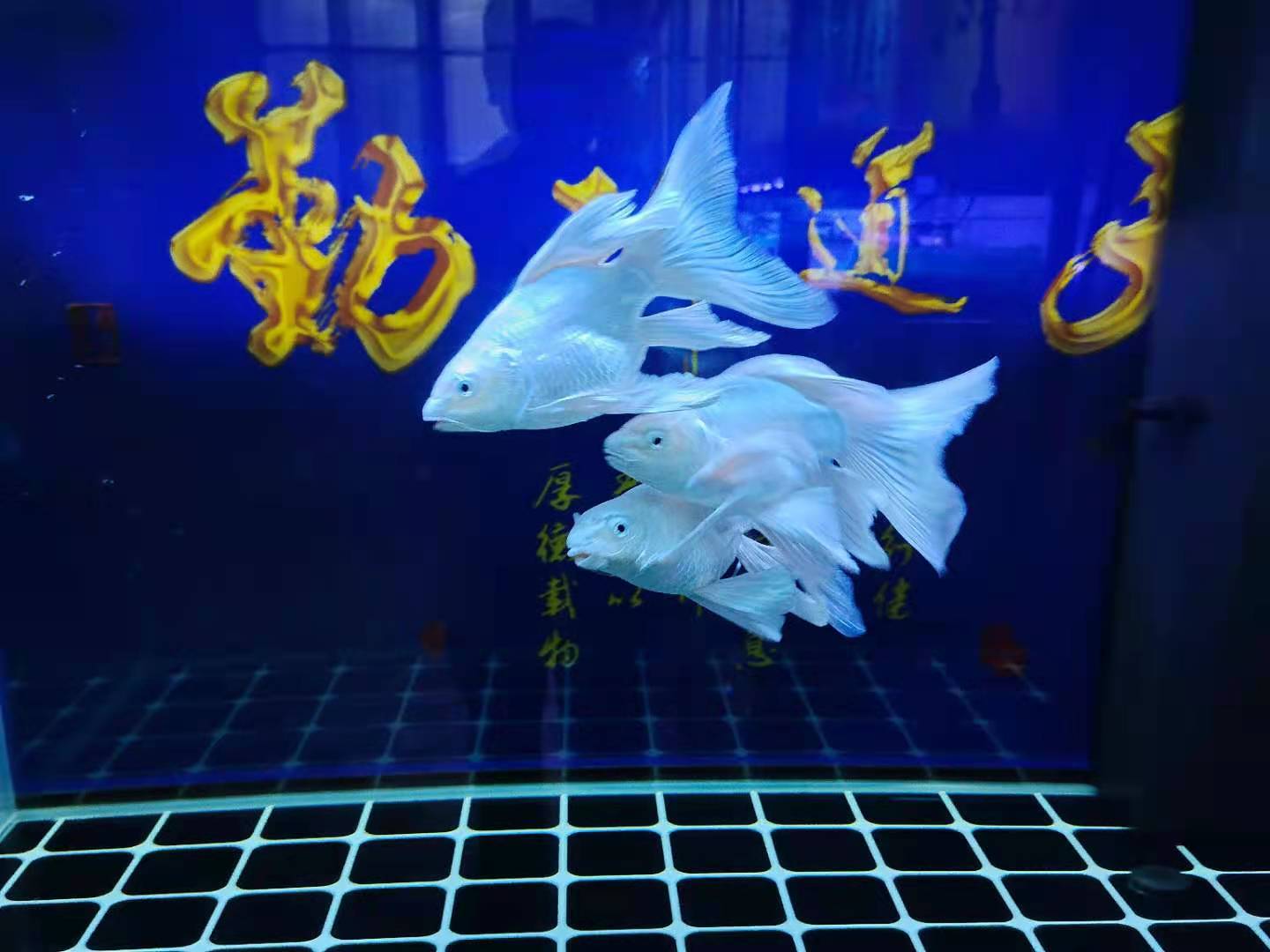 锦鲤饲养要注意哪些,饲养锦鲤用什么肥水