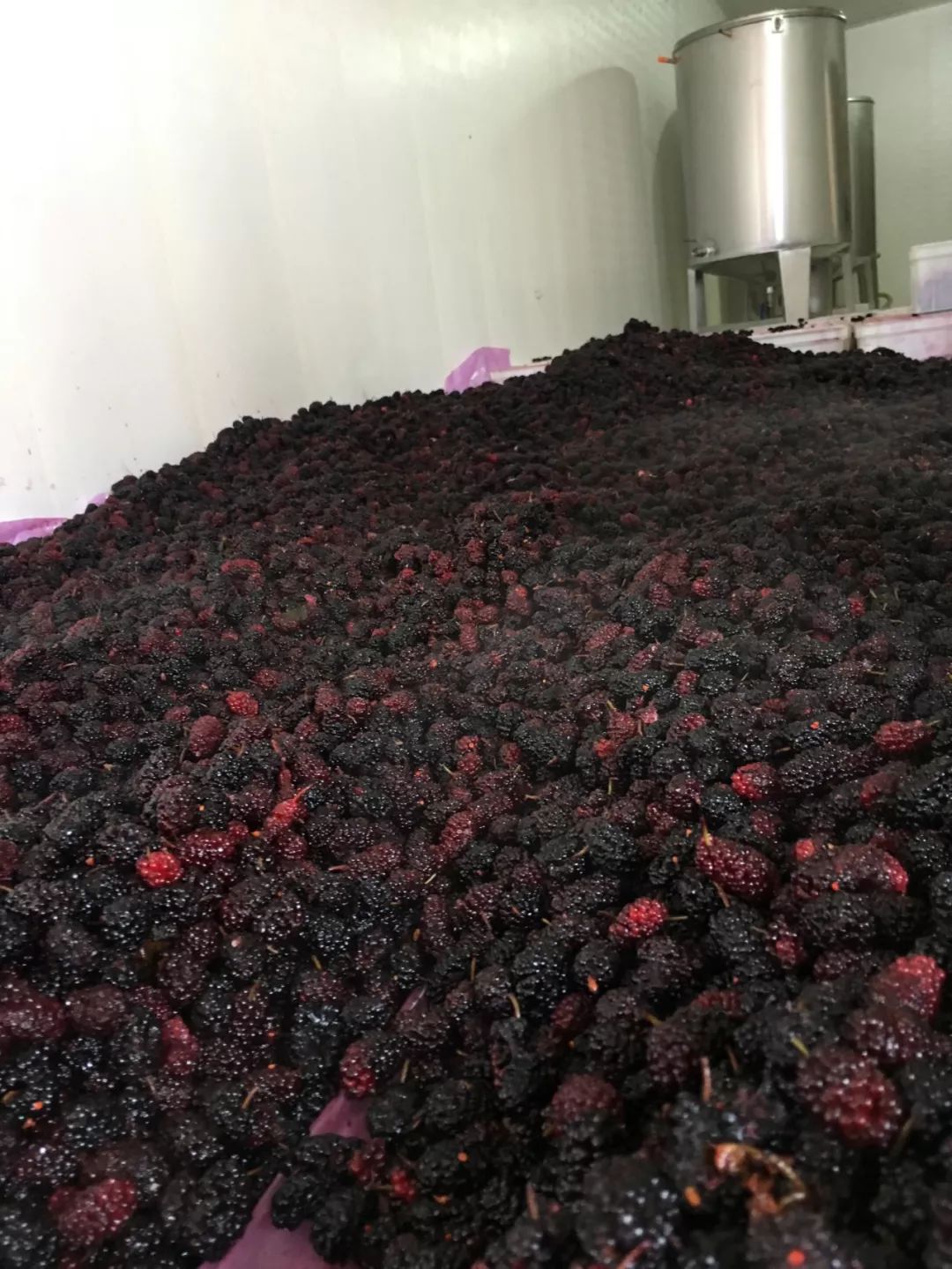 桑葚酒酿制多长时间可用,桑葚酒酿造方法