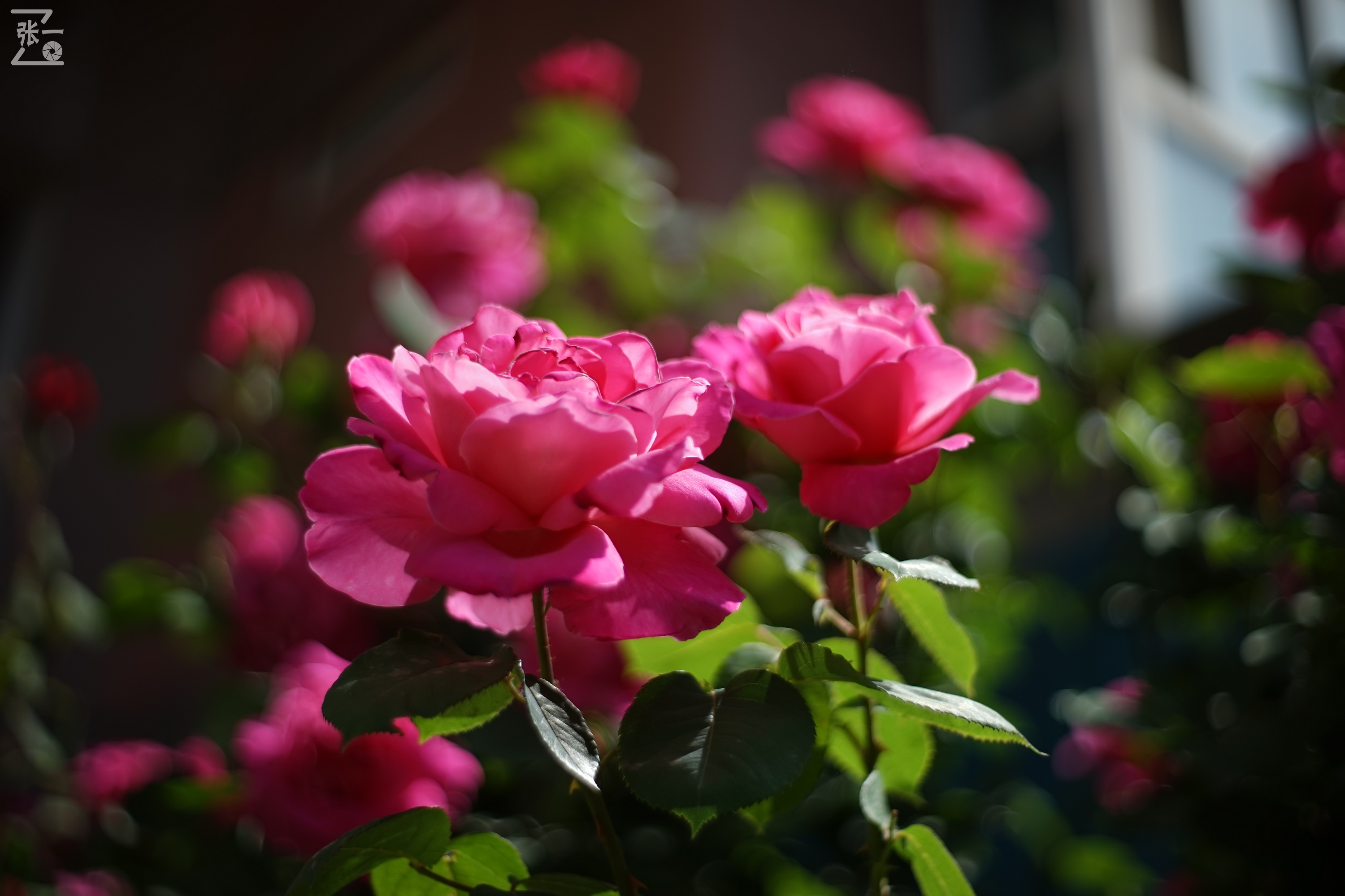 凤凰国产50mm镜头,凤凰索尼e口镜头