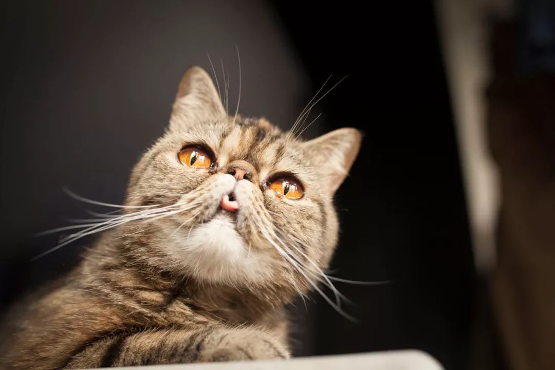 加菲猫到底讲了一个什么样的故事,带你了解加菲猫