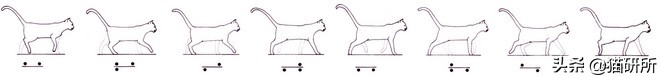 猫咪的魔性走姿,猫咪的十种沙雕动作