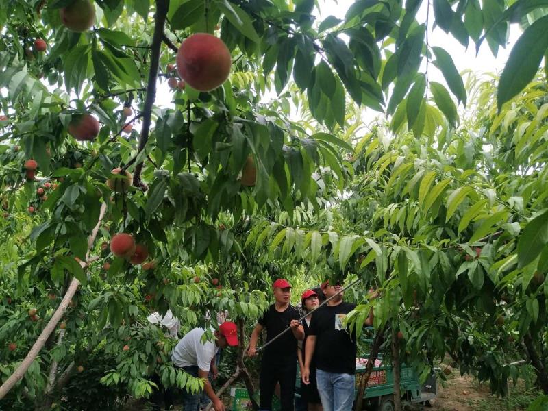 党建引领助力村民走上致富路,马集镇抓党建促脱贫攻坚