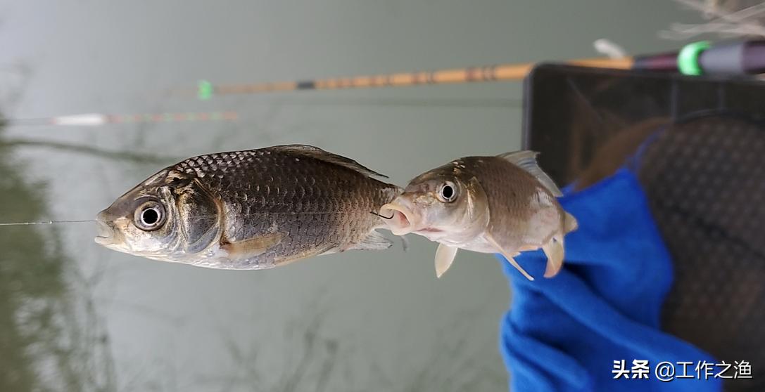 钓鱼双飞怎么上鱼,钓鱼双飞的最佳方法