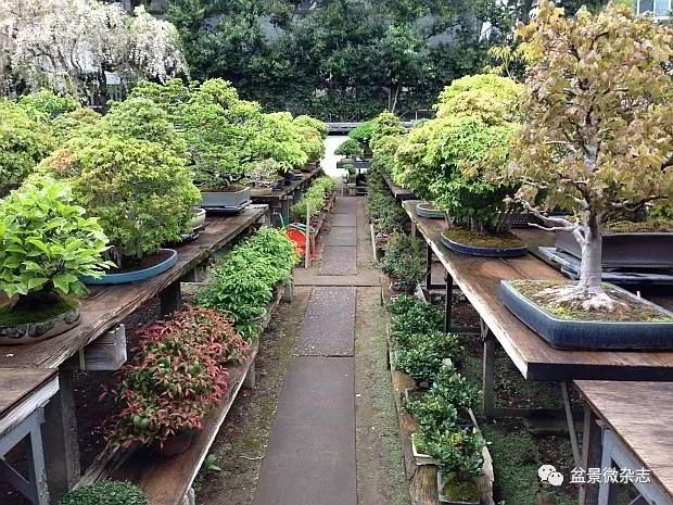 开盆景园是否赚钱,开一个盆景店赚钱吗现在