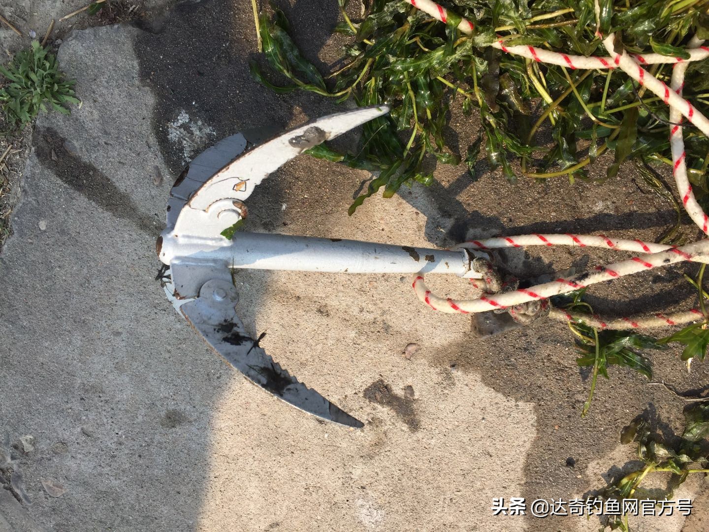 野河有水草的地方鱼多吗,水底有烂水草多怎么钓鱼