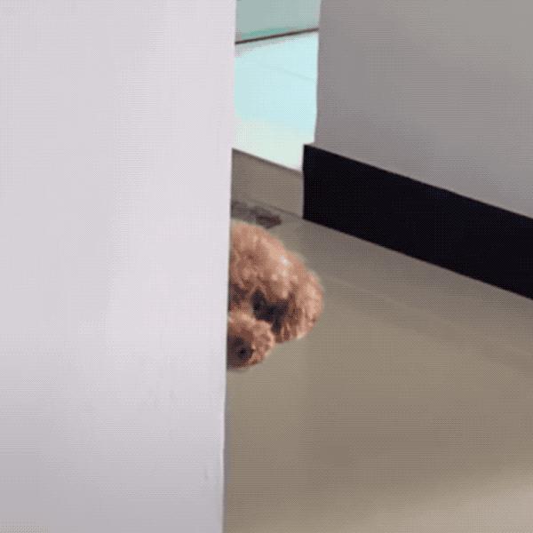 宠坏的泰迪犬,主人宠坏泰迪犬的表现