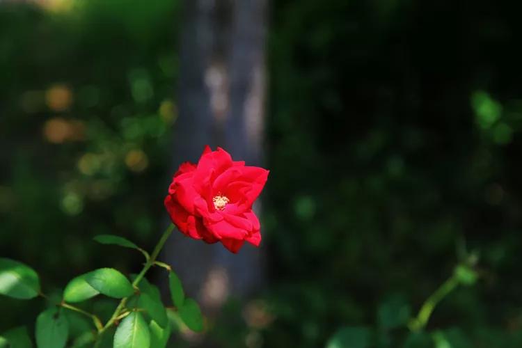 单反快速入门索尼,单反自动挡是哪个