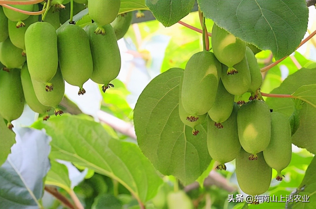 产业振兴之猕猴桃种植,农业猕猴桃种植致富项目