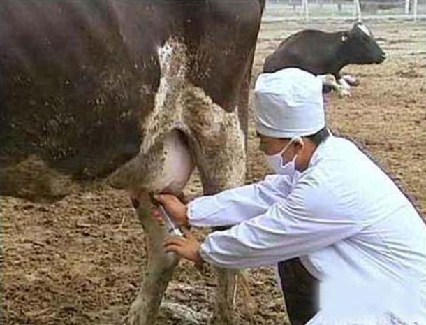 母牛乳房炎用什么药效果最好?母牛乳房炎怎么治好得快?本文详解