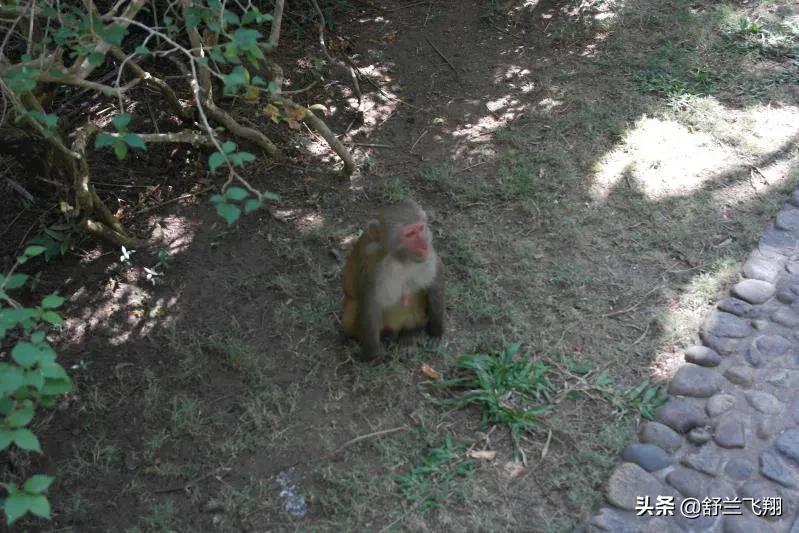 海南南湾猴岛上的猴子,海南著名的南湾猴岛在哪里