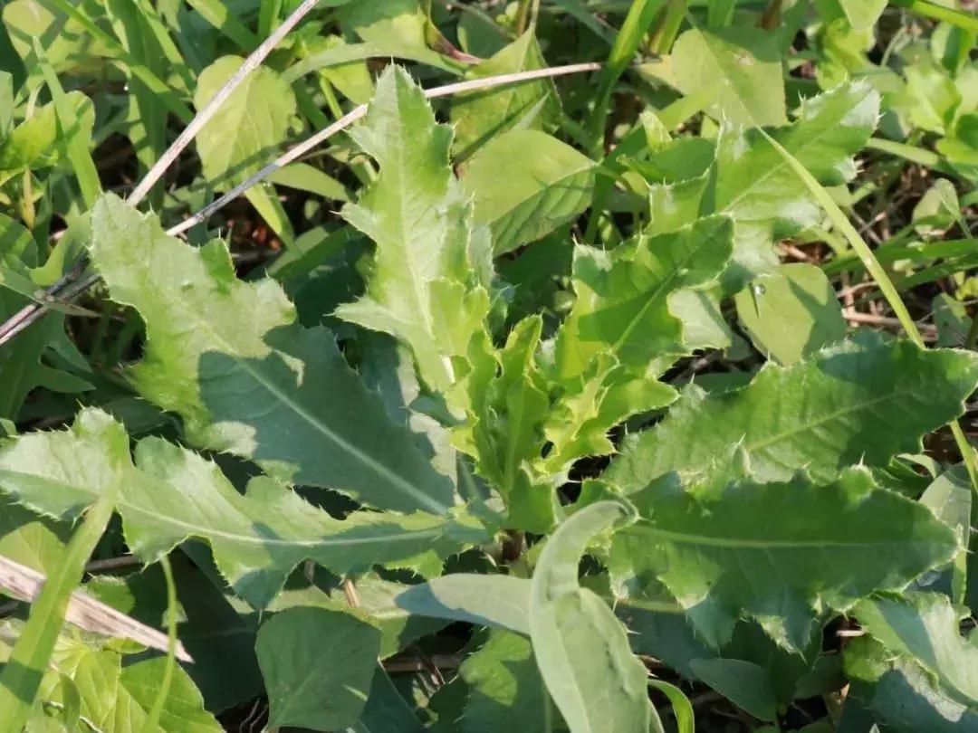 山东7月份有哪些水果可以采摘,山东10月份有什么水果可以采摘