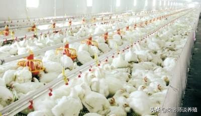 鸡养殖小知识及技巧,肉食鸡的正确养殖方法