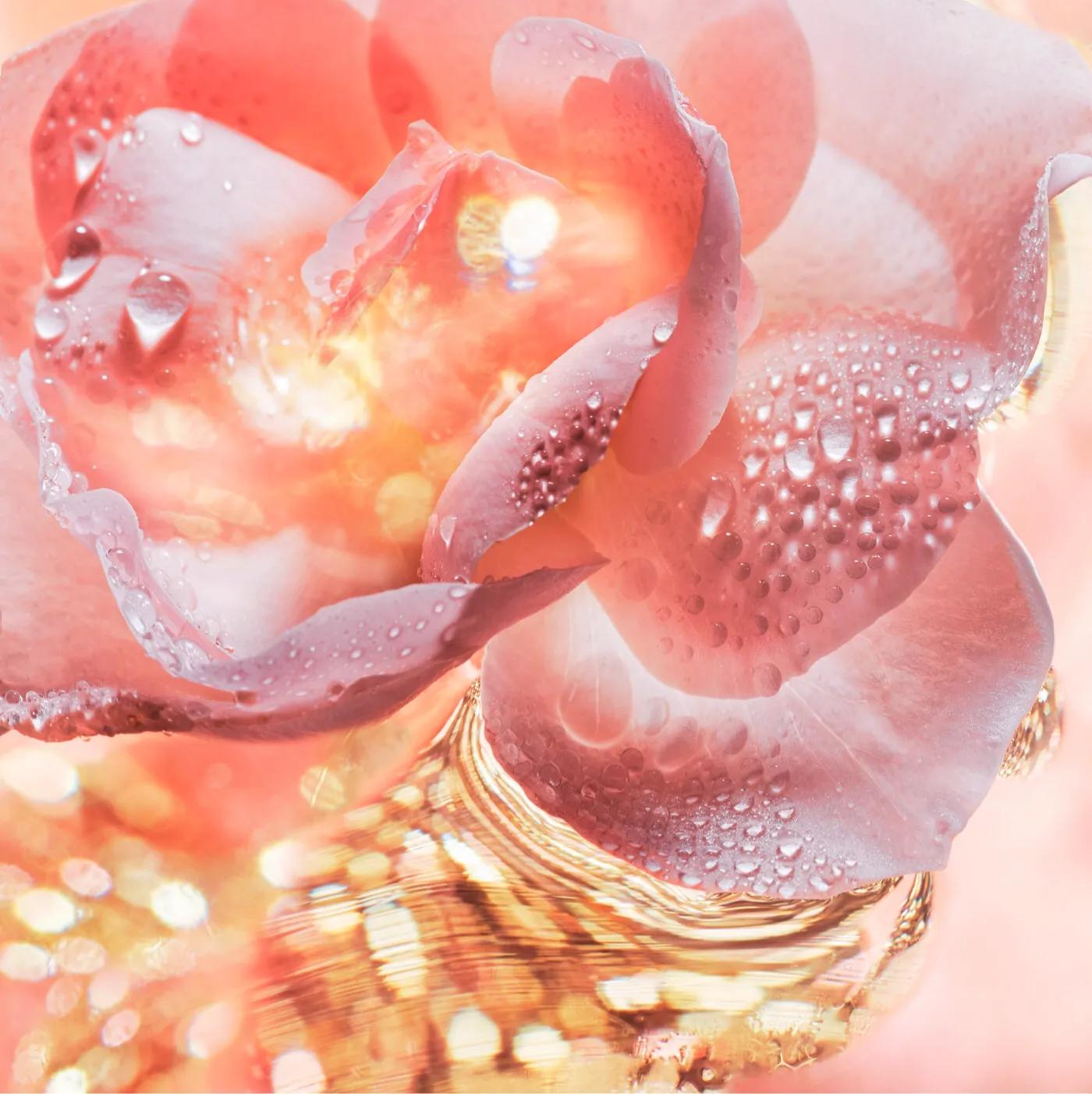 宝格丽玫香金漾限量款香水,宝格丽玫香金漾香水限量版