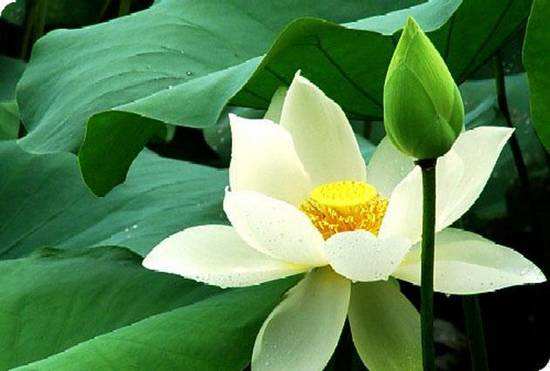 描写荷花的优美诗句大全,描写荷花的诗词名句集锦