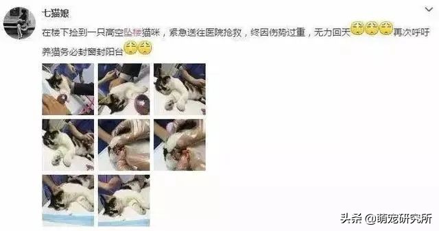 猫咪意外坠楼死了灵魂在家吗,猫死在窗户下好不好
