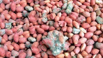 花生怎么防止黄曲霉菌发生,花生黄曲霉病防治