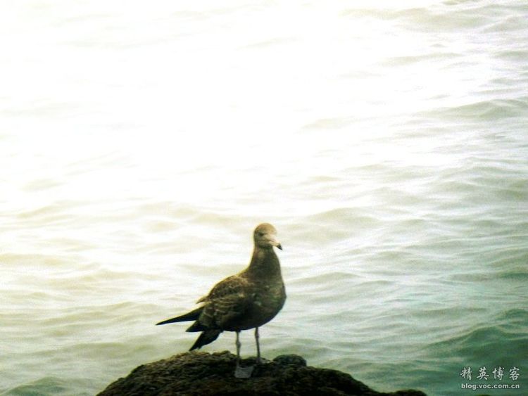 献给海的精灵----海鸥