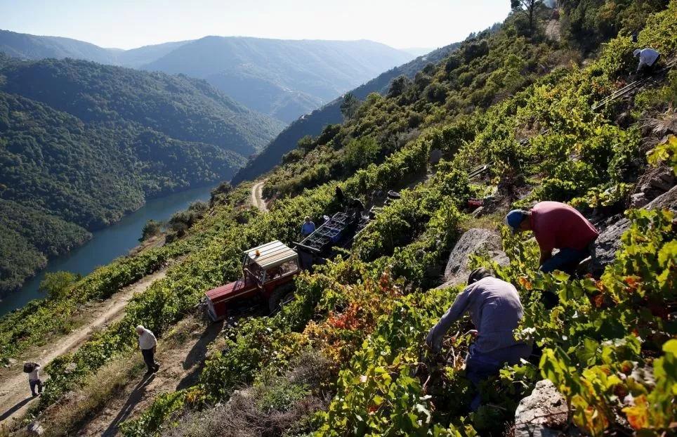 葡萄酒酿造过程需要多长时间,芒康葡萄酒酿造过程