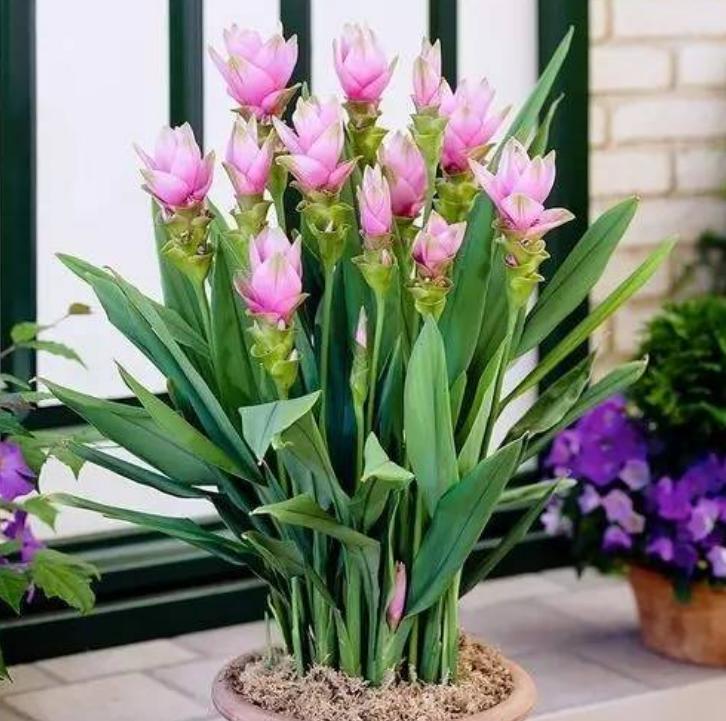 盆土里种块“姜”，7天发芽，30天后长出“大荷花”，太漂亮了