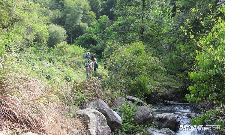 安徽茶产业发展问题,安徽茶发展趋势