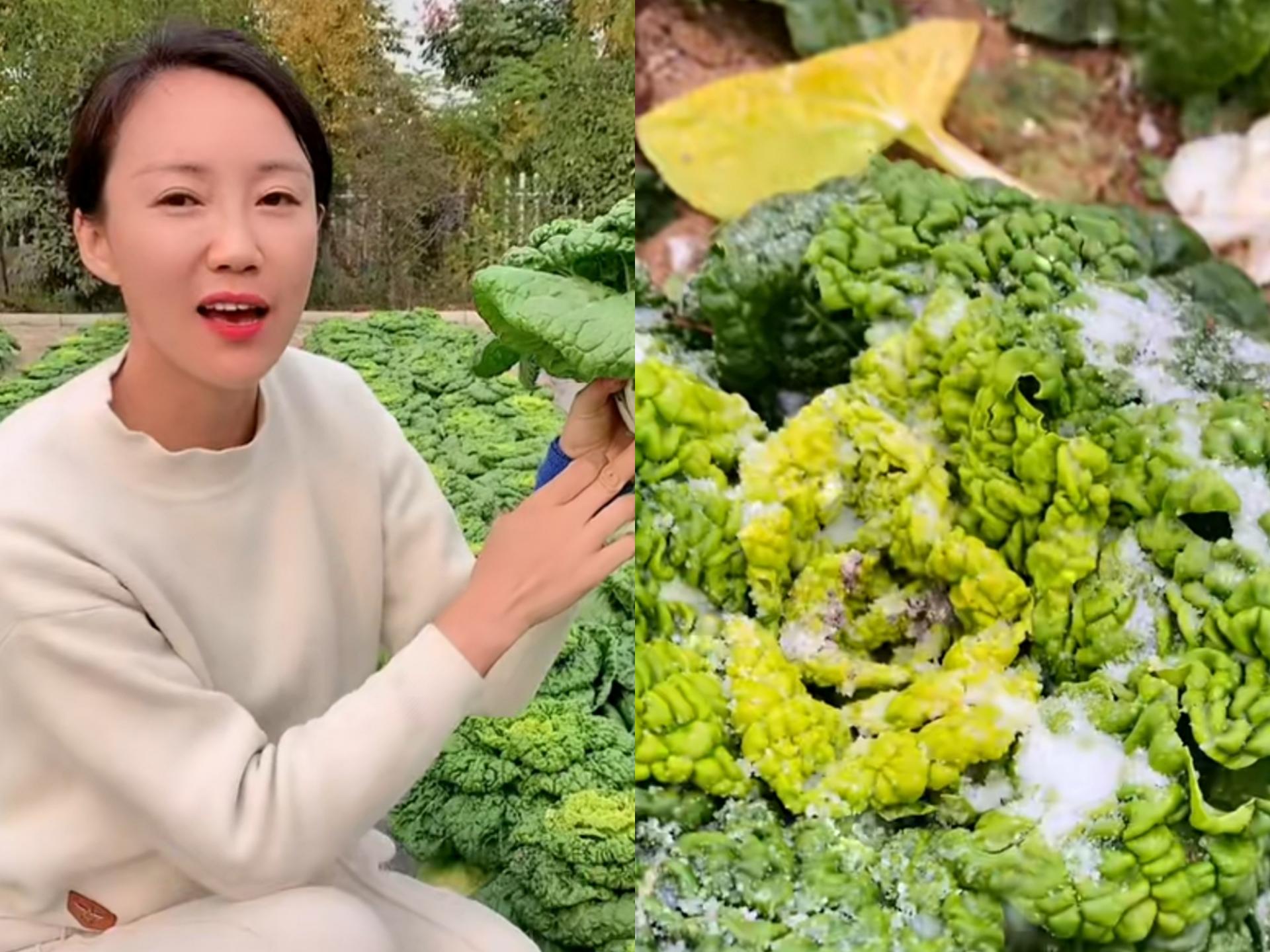 大学生回村种菜一年几百万,厌倦了打工的生活回村种菜养牛