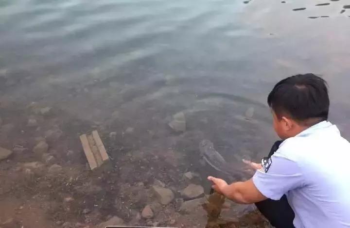 还没看《神奇动物在哪里》？没关系，你错过的神奇动物都在这里