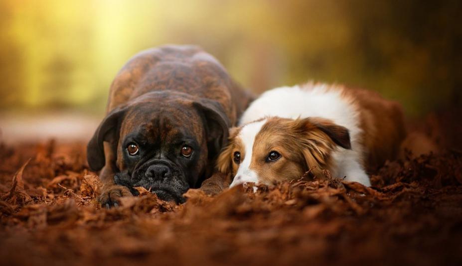 狗狗发情不用慌,这几点,铲屎官一定要做好