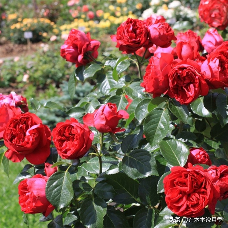 前一段时间买的月季不开花怎么办,月季不开花怎么区分开花颜色