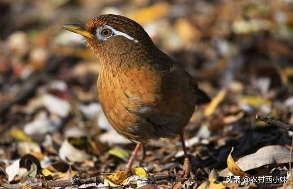 挑选画眉鸟的知识和技巧,画眉鸟新手入门基础知识