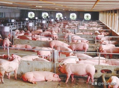 非洲猪瘟生物安全解决方案！猪场灾后复产成功率如何？