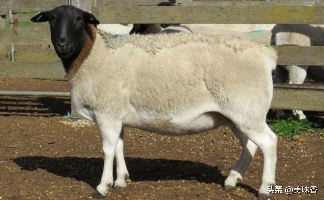 种羊淘汰,种羊要断尾吗