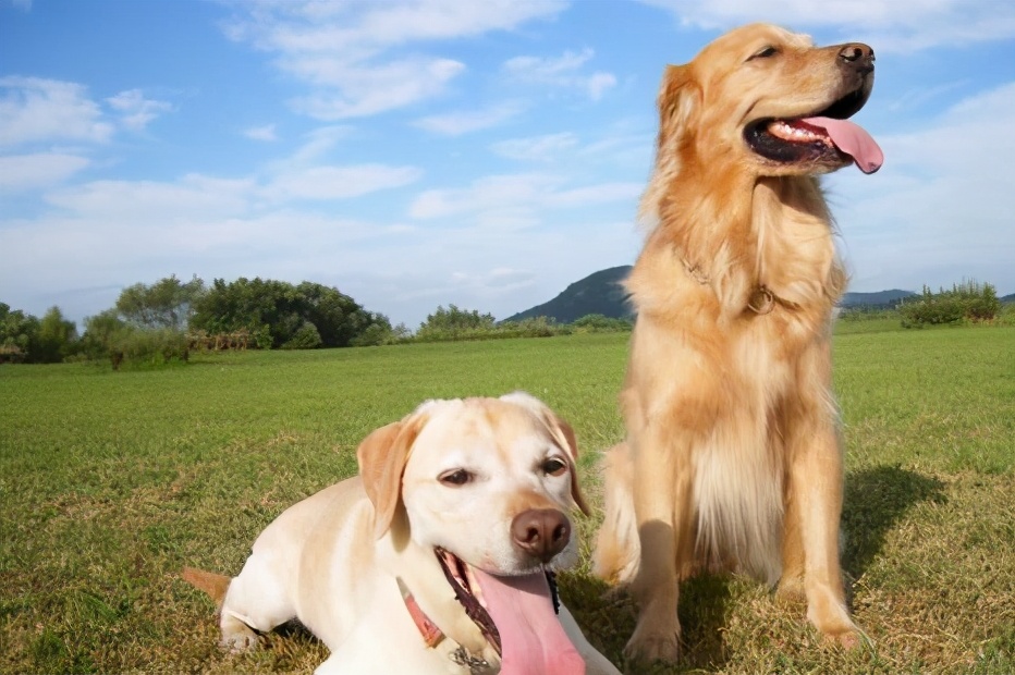 狗狗常见的皮肤病有哪一些,狗狗常见的6种皮肤病