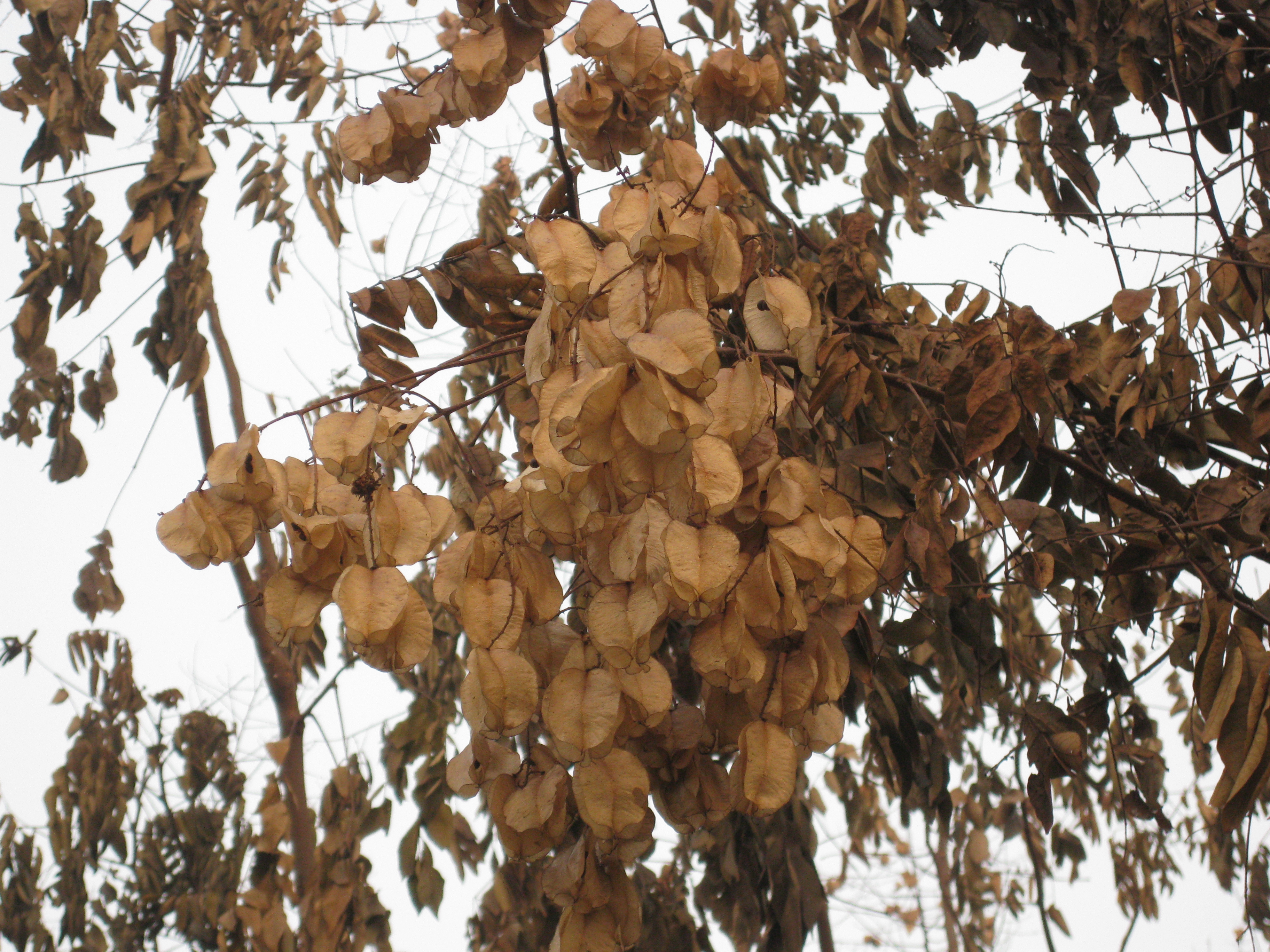 栾树也是有“兄弟”的啊