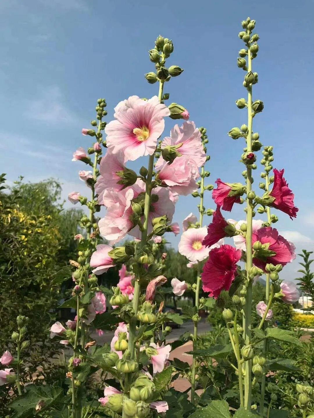 19种抗寒花，-20度冻不死，冬天不必搬进屋