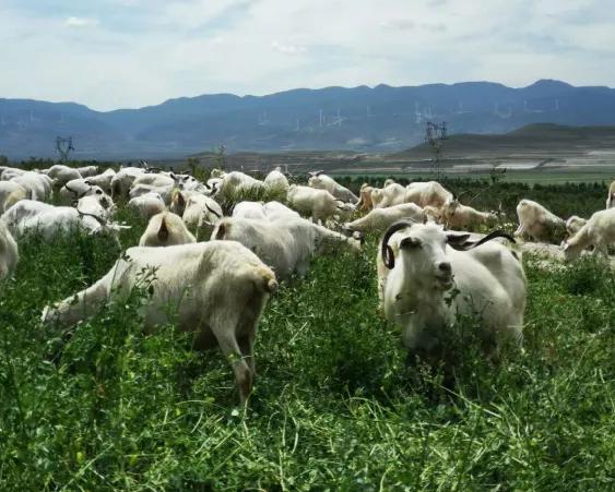 十大建议买的羊奶粉有哪些品牌,羊奶粉哪个牌子的奶质好一点