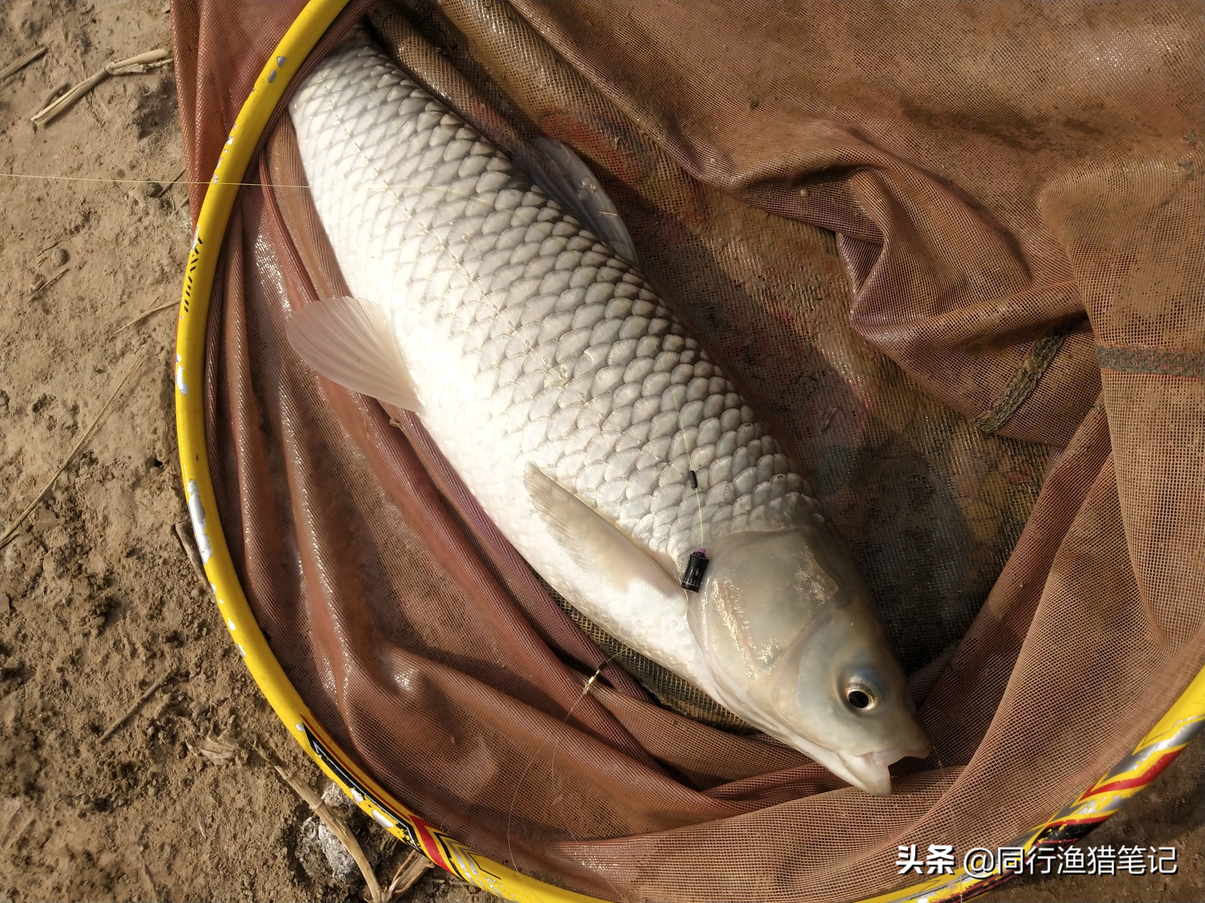 小体草鱼,钓草鱼中鱼率高冬季钓草鱼技巧