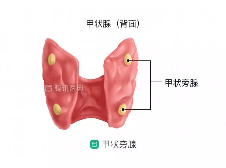 甲癌引起高钙血症,低钙血症的症状和治疗方法